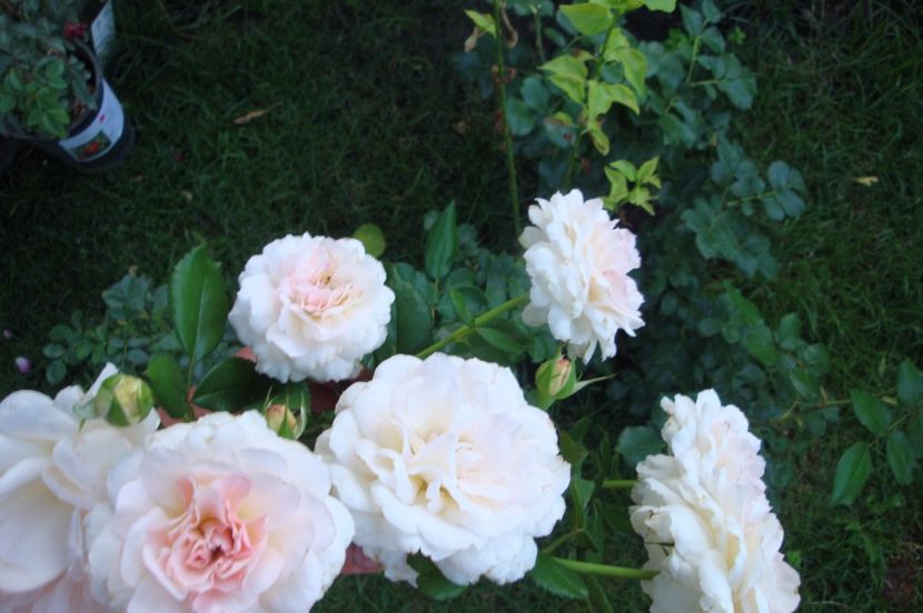  - Bremer Stadtmusikanten