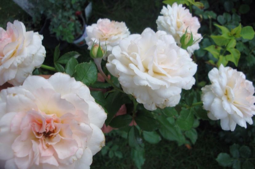  - Bremer Stadtmusikanten