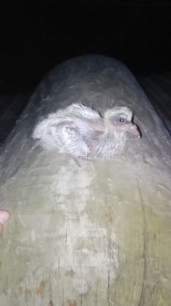  - Evoluția unui pui de porumbel metis de tackla și voiajor