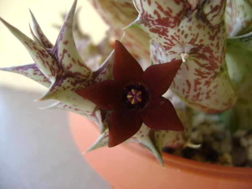 Orbea decaisneana hb. - Stapeliade 2017