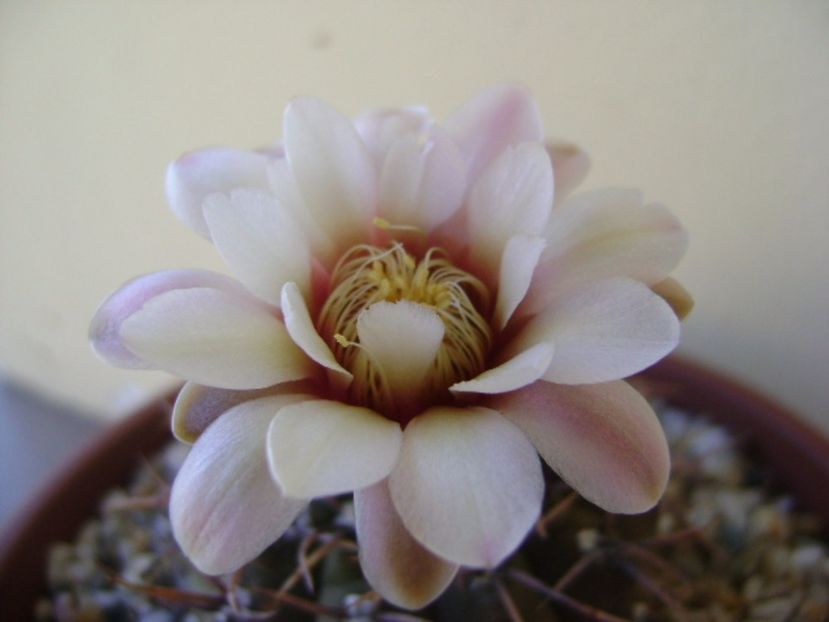 Gymnocalycium ochoterenae v. cinereum - Cactusi 2017 Gymnocalycium