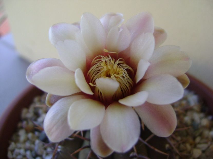 Gymnocalycium ochoterenae v. cinereum - Cactusi 2017 Gymnocalycium