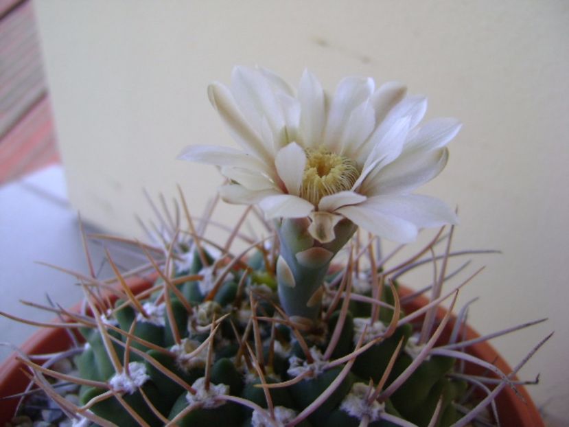 Gymnocalycium intermedium - Cactusi 2017 Gymnocalycium