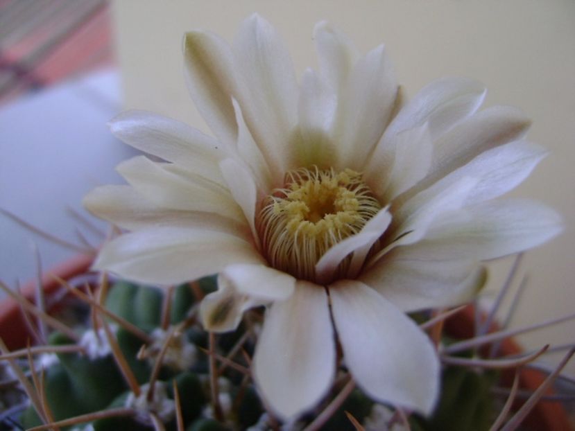 Gymnocalycium intermedium - Cactusi 2017 Gymnocalycium