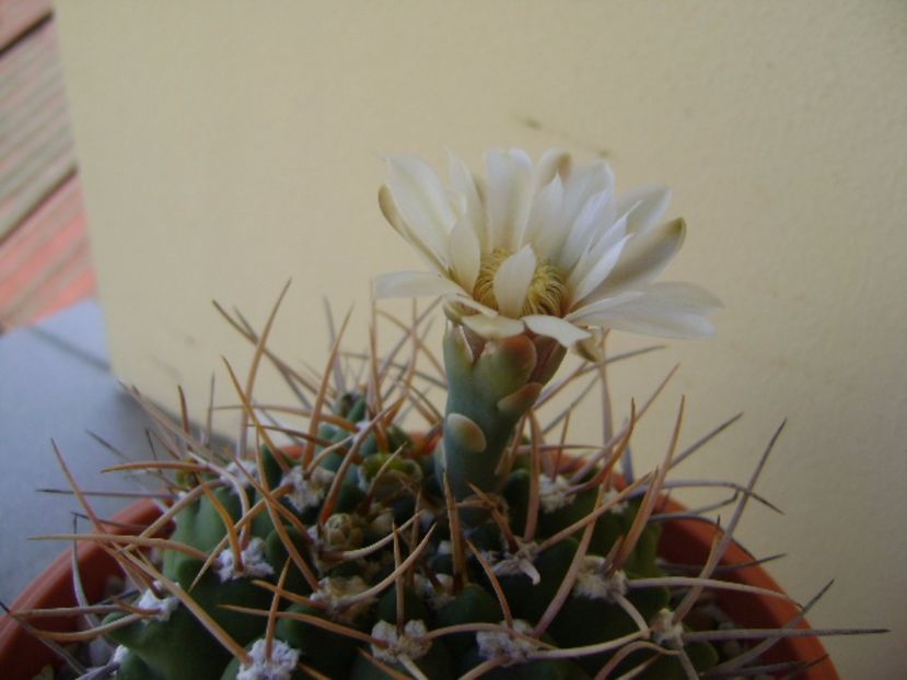Gymnocalycium intermedium - Cactusi 2017 Gymnocalycium