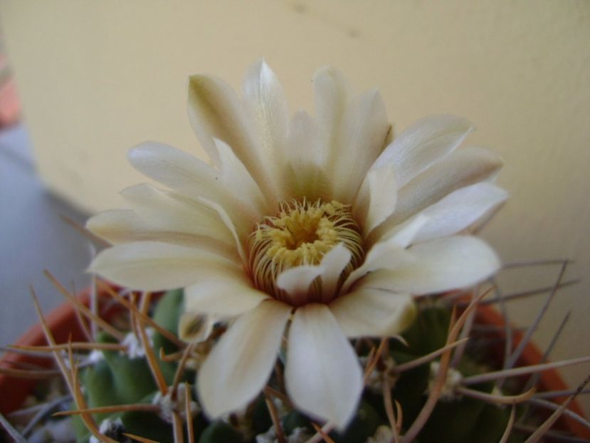 Gymnocalycium intermedium - Cactusi 2017 Gymnocalycium