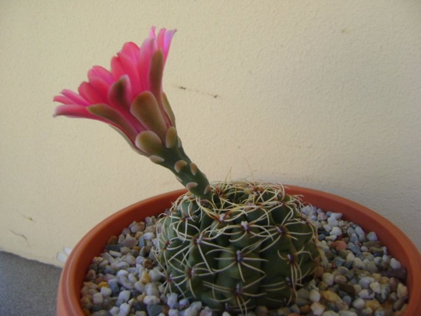 Gymnocalycium baldianum - Cactusi 2017 Gymnocalycium