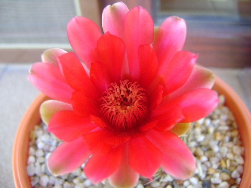 Gymnocalycium baldianum - Cactusi 2017 Gymnocalycium