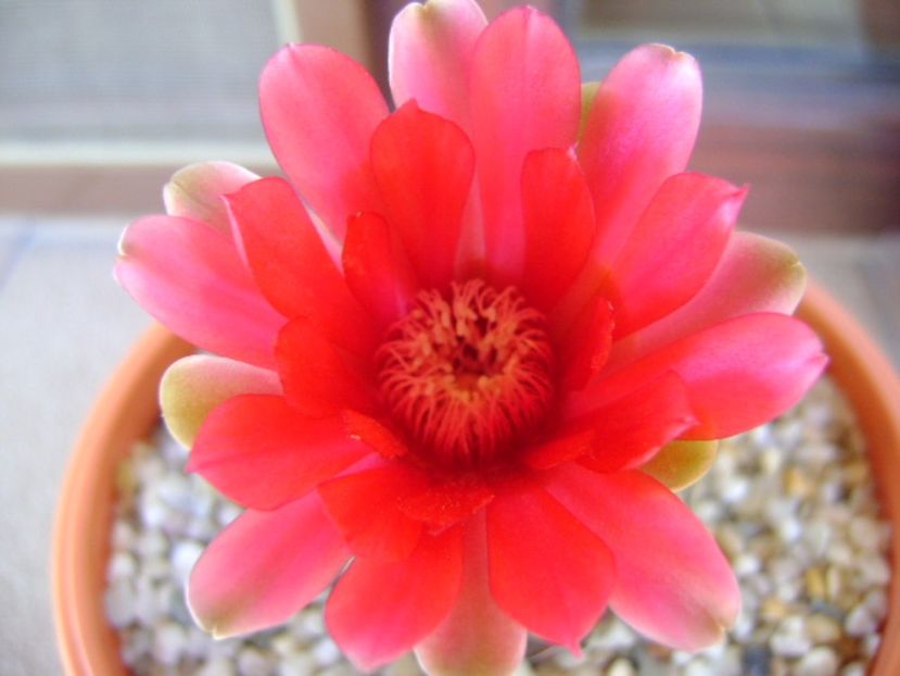 Gymnocalycium baldianum - Cactusi 2017 Gymnocalycium