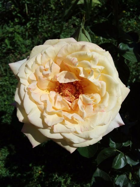  - TRANDAFIRI 2017_2018