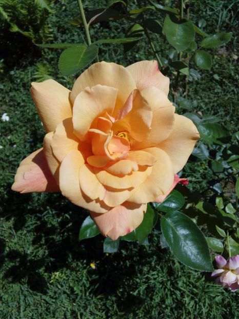  - TRANDAFIRI 2017_2018