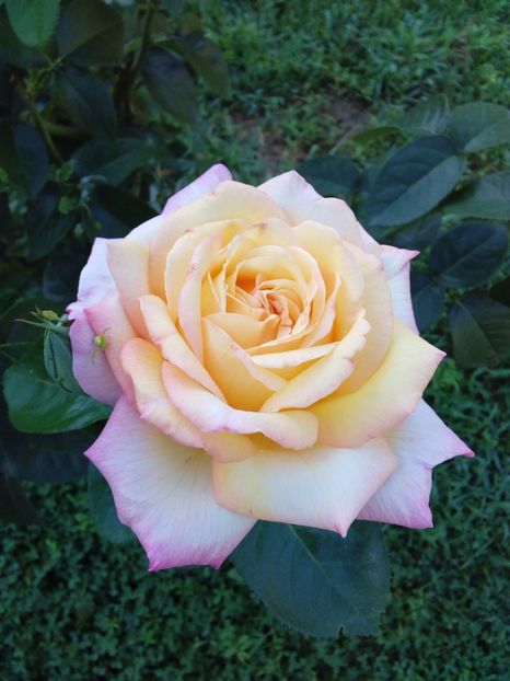  - TRANDAFIRI 2017_2018