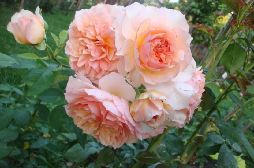  - Froufroutante Jackie