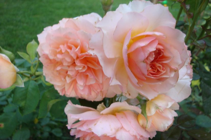  - Froufroutante Jackie