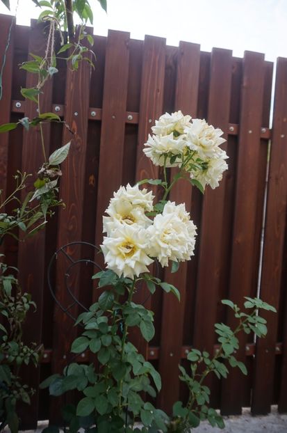  - Cyrano de Bergerac