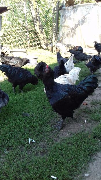  - Ameraucana