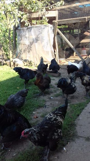  - Ameraucana
