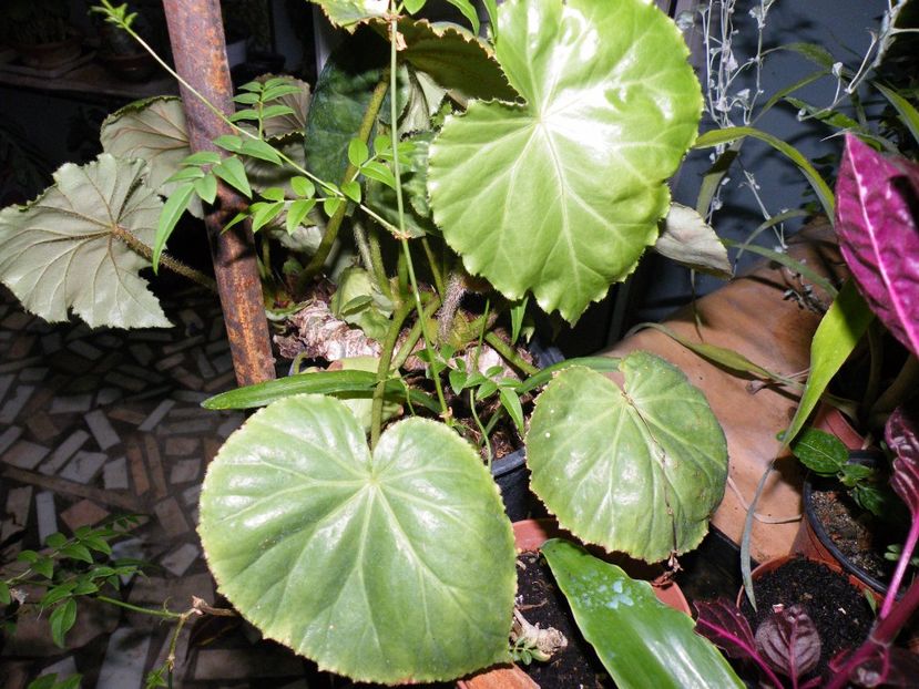 manicata - Colectie begonia