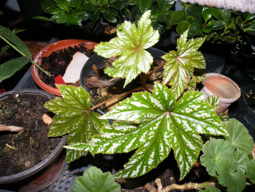 pegasus ? - Colectie begonia