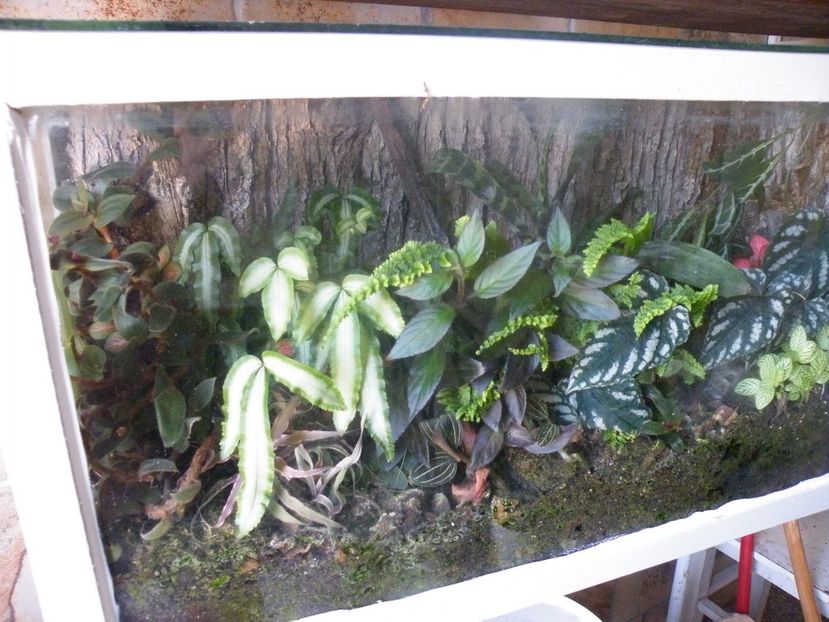  - 2017 in gradina mea