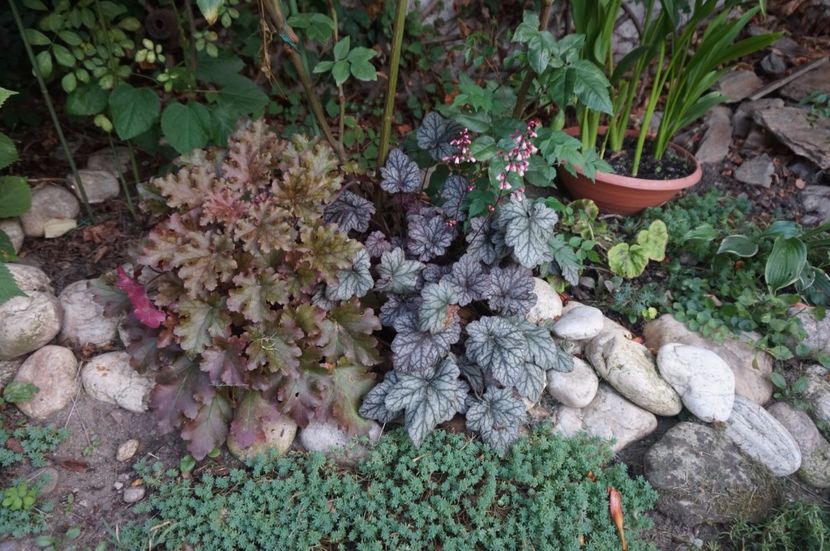  - Heuchera 2017