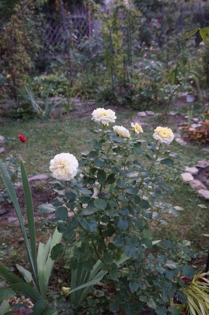  - 2017 Gradina