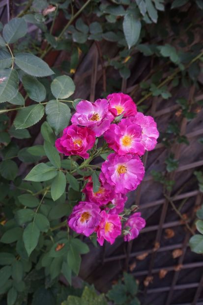  - Princess Sibilla de Luxembourg