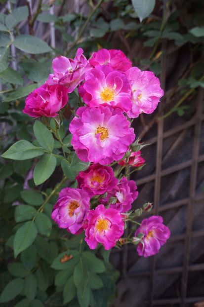  - Princess Sibilla de Luxembourg