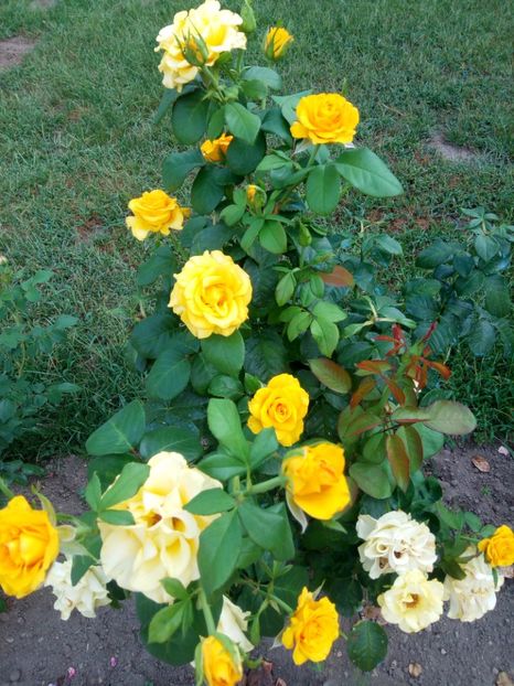 Flori vechi, flori noi - Kerio