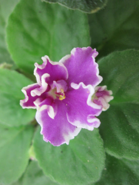  - NEFITOASE - doar - frumoase