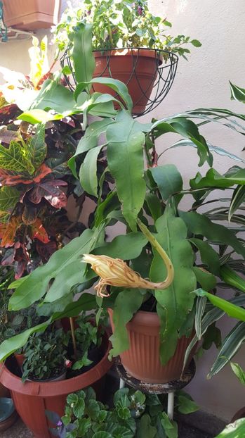  - epiphylum oxipetalum