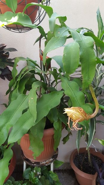  - epiphylum oxipetalum