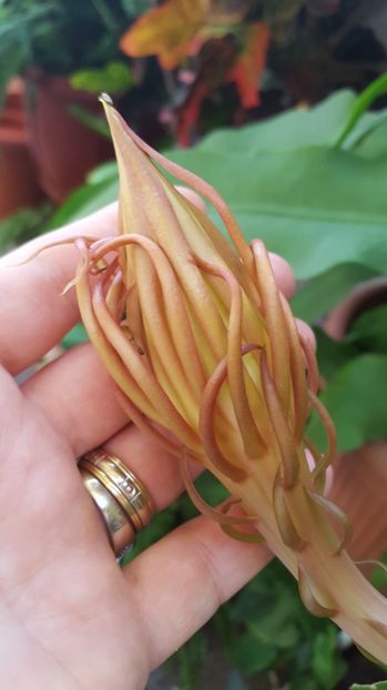  - epiphylum oxipetalum