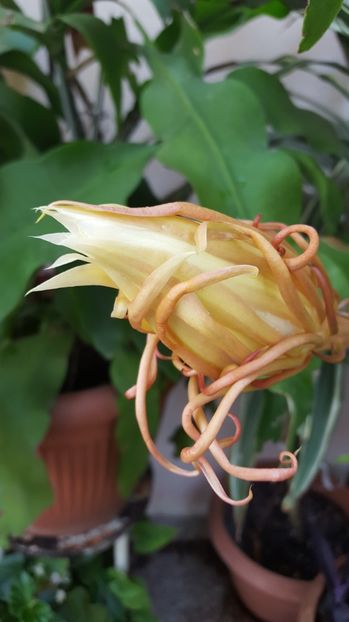  - epiphylum oxipetalum