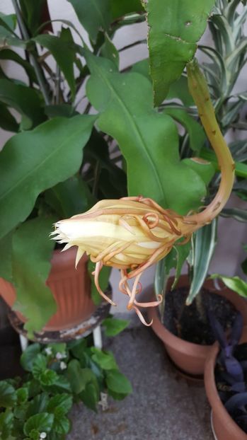  - epiphylum oxipetalum