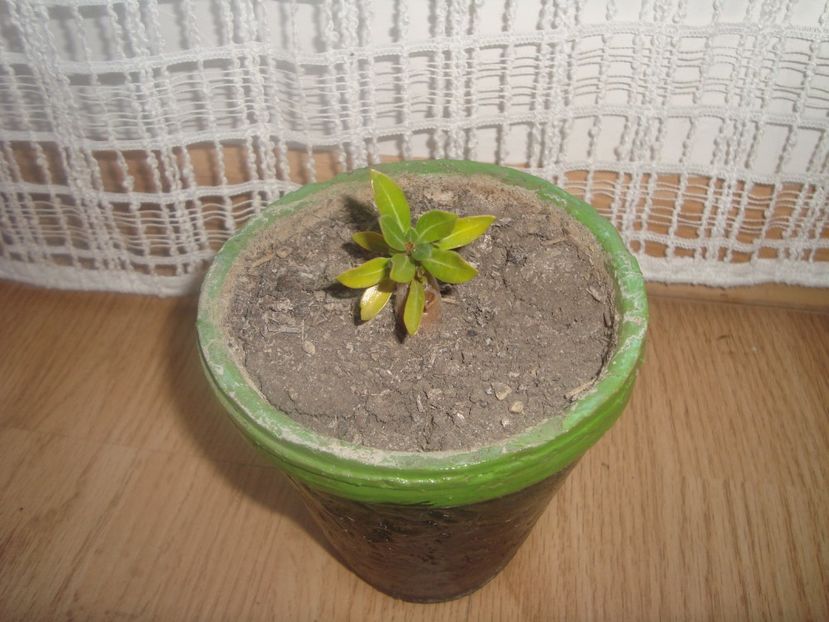  - un nou bilant al florilor din 2017
