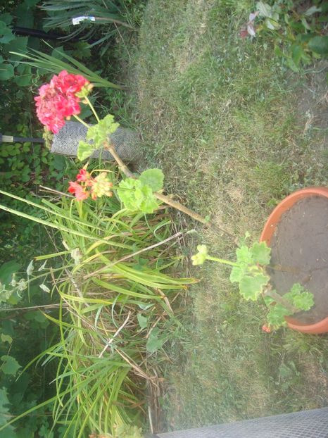  - un nou bilant al florilor din 2017