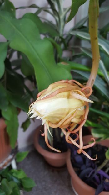  - epiphylum oxipetalum