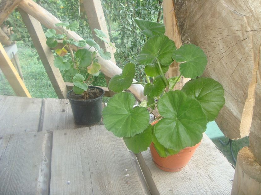  - un nou bilant al florilor din 2017