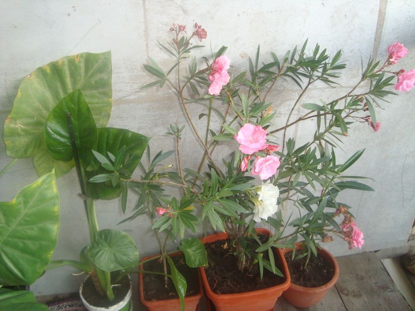  - un nou bilant al florilor din 2017