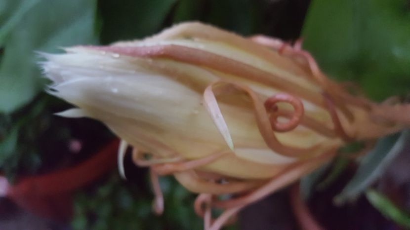  - epiphylum oxipetalum