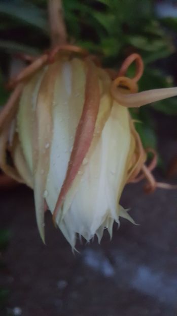  - epiphylum oxipetalum