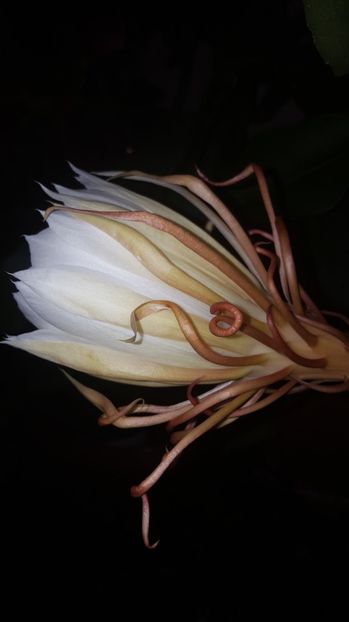  - epiphylum oxipetalum