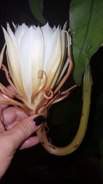  - epiphylum oxipetalum