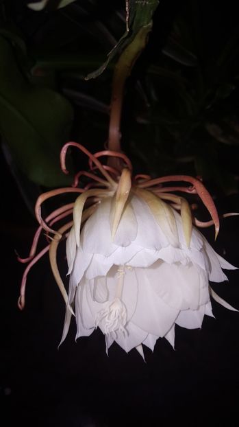  - epiphylum oxipetalum
