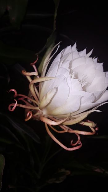 - epiphylum oxipetalum