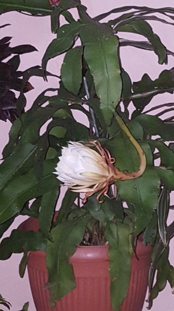  - epiphylum oxipetalum