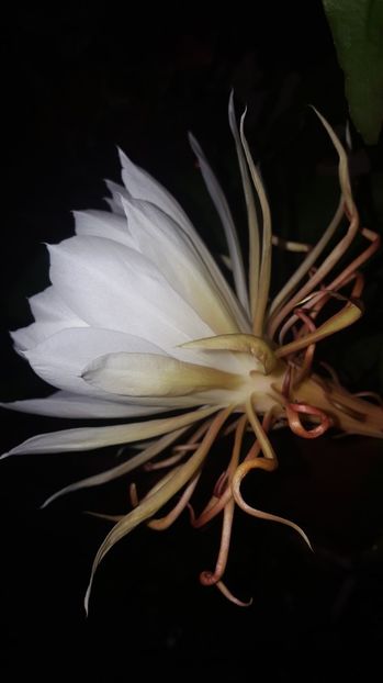  - epiphylum oxipetalum