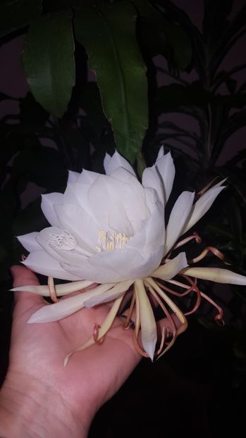  - epiphylum oxipetalum