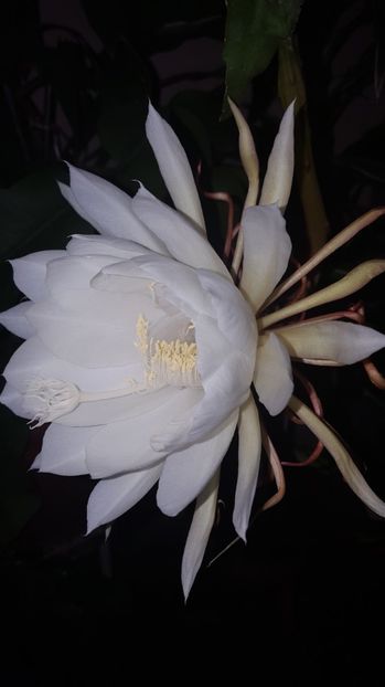  - epiphylum oxipetalum